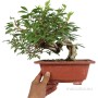 Forsythia koreana bonsai alapanyag neagari stílusban