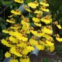 Oncidium flexuosum