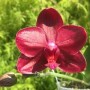 Phalaenopsis Tying Shin Golden Queen 'Allura'