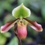 Paphiopedilum mastersianum