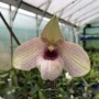 Paphiopedilum delenatii x malipoense