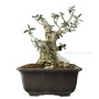 Olea europaea - Olajfa bonsai alapanyag