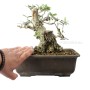 Olea europaea - Olajfa bonsai alapanyag