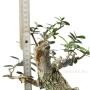 Olea europaea - Olajfa bonsai alapanyag