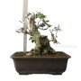 Olea europaea - Olajfa bonsai alapanyag