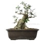 Olea europaea - Olajfa bonsai alapanyag