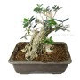 Olea europaea - Olajfa bonsai alapanyag