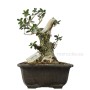 Olea europaea - Olajfa bonsai alapanyag