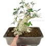 Olea europaea - Olajfa bonsai alapanyag