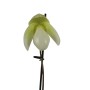 Paphiopedilum Deperle