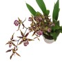 Oncidium ( illatos)