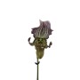 Paphiopedilum fairrieanum