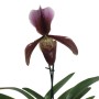 Paphiopedilum King Arthur x Alexander