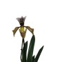 Paphiopedilum gratrixianum