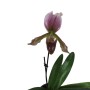 Paphiopedilum charlesworthii x maudiae coloratum