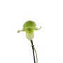 Paphiopedilum Pinocchio Yelow