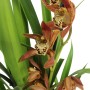 Cymbidium 1 virágszáras nyílott