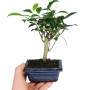 18 - 20 cm magasságú Fikusz bonsai