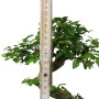 Ligustrum chinensis- Kínai fagyal 20S (20 cm-es tálban)