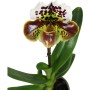 Paphiopedilum 1 száras 