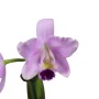 Cattleya sp
