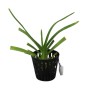 Vanda denisoniana