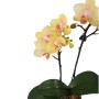 Phalaenopsis Hornglin Grapefruit '315'