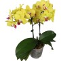 Phalaenopsis OX Yelow Freed 