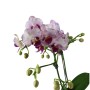 Phalaenopsis Younghome Pure Ballet
