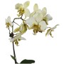 Phalaenopsis stuartiana nobilis 'Yelow'