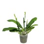 Phalaenopsis speciosa 'Iron Purple'
