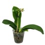 Phalaenopsis Aber Ambo 'Chartreuse'