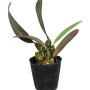 Bulbophyllum phalaenopsis x cruentum