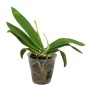 Phalaenopsis mannii x black x sib