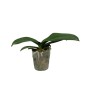Phalaenopsis Summer Breath ( Sogo Yukidian x Chian Xen Pearl)