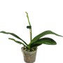 Phalaenopsis Zheng Min Parakeet 'Peter'