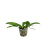 Phalaenopsis Nancy Bechtol 'Maria'