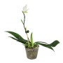 Phalaenopsis tetraspis 'Fire'