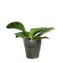 Phalaenopsis violacea indigo x sib