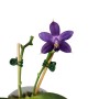 Phalaenopsis Yang Yang Blue Angel x Phalaenopsis lueddemanniana coerulea x Phalaenopsis violacea indigo 
