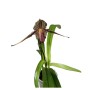 Paphiopedilum rothschildianum  'R'  x sib