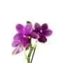 Phalaenopsis sp (illatos)