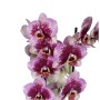 Phalaenopsis 2 száras