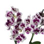 Phalaenopsis 2 száras apró virágú