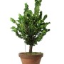 Japán shohin bonsai alapanyag - Chamaecyparis obtusa 'Sekka' 01
