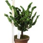 Japán shohin bonsai alapanyag - Chamaecyparis obtusa 'Sekka' 01