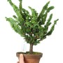 Japán shohin bonsai alapanyag - Chamaecyparis obtusa 'Sekka' 01