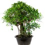 Szoba bonsai erős léggyökerekkel - Ficus retusa 100 cm ( Gumifa )