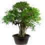 Szoba bonsai erős léggyökerekkel - Ficus retusa 100 cm ( Gumifa )