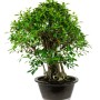 Szoba bonsai erős léggyökerekkel - Ficus retusa 100 cm ( Gumifa )